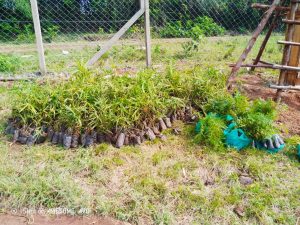 Restoration efforts of River Rwizi